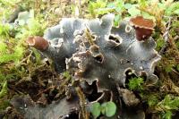 Peltigera rufescens