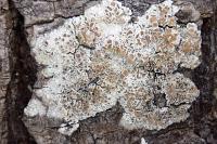 Lecanora chlarotera subsp. chlarotera