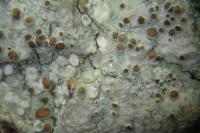 Lecanora horiza