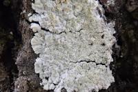 Diploicia canescens