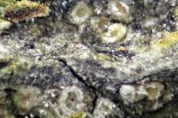 Gyalecta liguriensis
