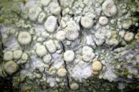 Ochrolechia pallescens