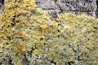 Xanthoria parietina subsp. parietina