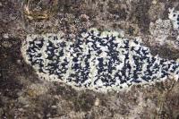 Arthonia atra