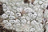 Pertusaria hymenea