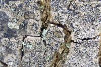 Pseudoschismatomma rufescens