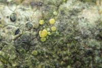 Athallia cerinella