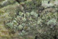 Lecania cyrtella