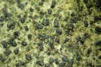 Alyxoria lichenoides