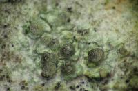 Lecania naegelii