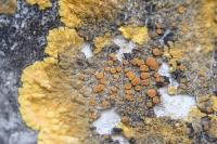Variospora aurantia