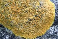 Variospora flavescens