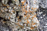 Protoblastenia rupestris