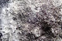 Lecanora campestris