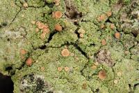 Bacidia rubella