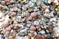 Enchylium tenax