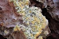 Chaenotheca ferruginea