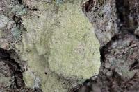 Pertusaria flavida