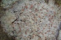 Coniocarpon cinnabarinum