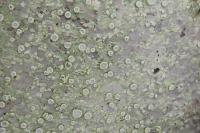 Lecanora albella