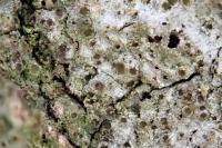 Gyalecta liguriensis