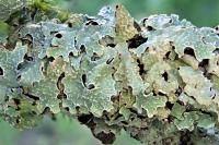 Parmelia sulcata