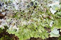 Physconia distorta var. distorta