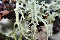 Ramalina farinacea