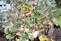 Pleurosticta acetabulum