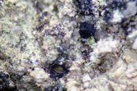 Nesothele hymenogonia