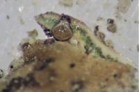 Endocarpon pusillum