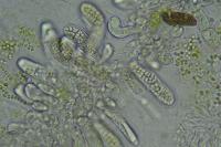 Endocarpon pusillum