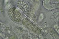 Endocarpon pusillum
