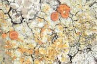 Gyalolechia flavorubescens