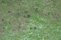 Phylloblastia inexpectata