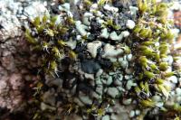 Thalloidima sedifolium