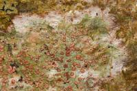 Coniocarpon cinnabarinum