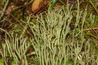 Cladonia subulata