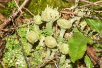 Cladonia chlorophaea