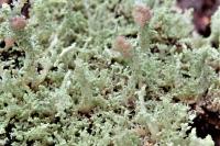 Cladonia parasitica