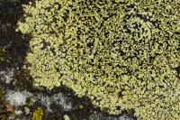 Rhizocarpon geographicum
