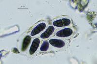 Rhizocarpon geographicum