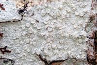 Lecanora albella