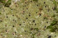 Verrucaria muralis
