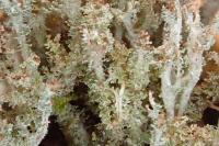Cladonia squamosa