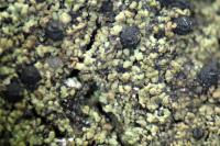 Agonimia tristicula