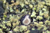 Agonimia tristicula