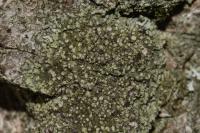 Hyperphyscia adglutinata