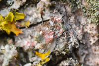 Marchandiomyces corallinus