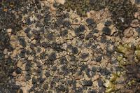 Lecidea fuscoatra
